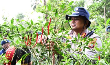 Kapolres Aceh Timur Panen Cabai Yang Ditanam Bhabinkamtibmas Polsek Julok