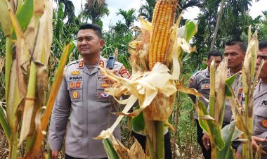 Kapolres Aceh Timur Cek Lokasi Persiapan Panen Raya Jagung