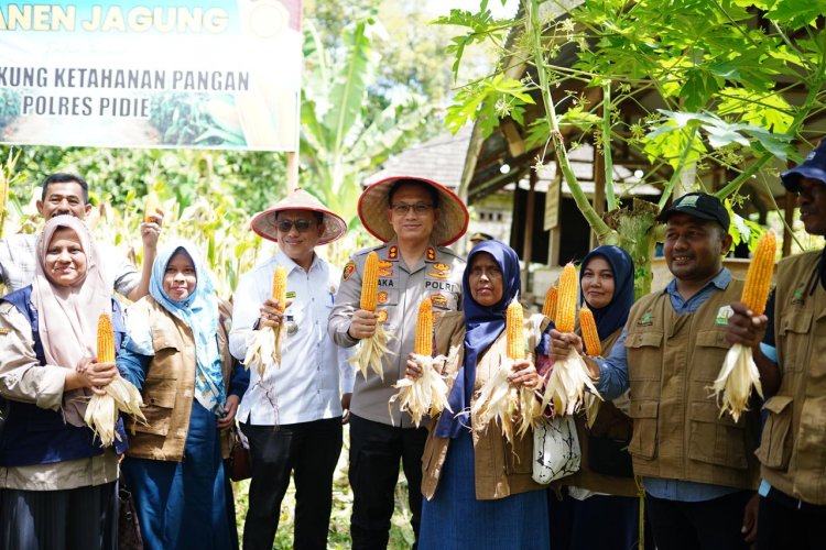 Kapolres Pidie Panen Jagung di Kembang Tanjung