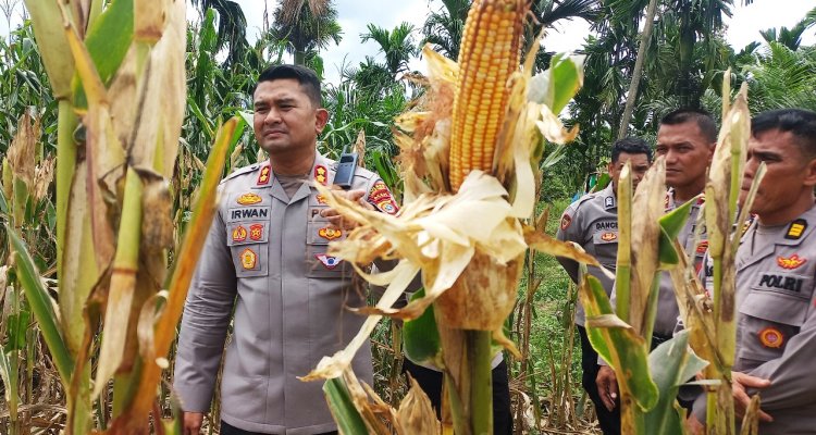 Kapolres Aceh Timur Cek Lokasi Persiapan Panen Raya Jagung