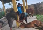 Gampong Pondok Pabrik Sembelih 8 Ekor Hewan Qurban