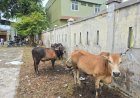 Dusun Jawa Tengah Gampong Jawa Sembelih 10 Ekor Lembu dan 8 Ekor Kambing 