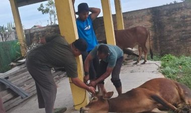 Gampong Pondok Pabrik Sembelih 8 Ekor Hewan Qurban