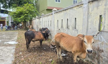 Dusun Jawa Tengah Gampong Jawa Sembelih 10 Ekor Lembu dan 8 Ekor Kambing 
