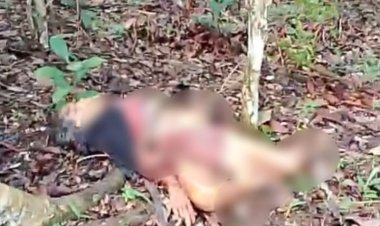 Naas! Petani Kopi di Way Kanan Tewas Diserang Beruang saat Panen