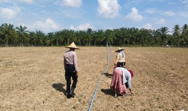 Polsek Syamtalira Bayu Tinjau Perkembangan Lahan Jagung di Desa Siren Tujuh