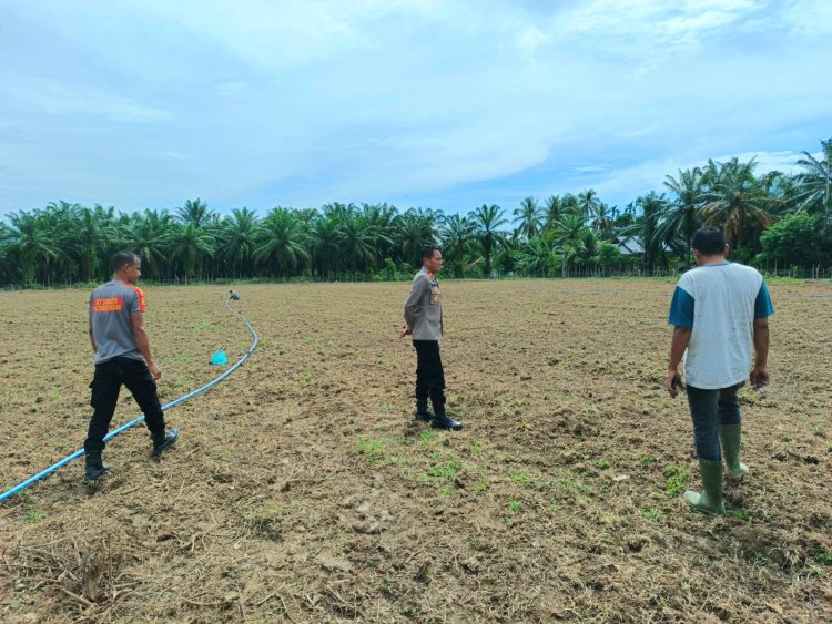 Kapolsek Syamtalira Bayu Turun ke Ladang, Dukung Ketahanan Pangan Demi Kesejahteraan Warga