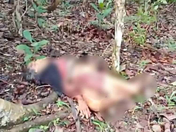 Naas! Petani Kopi di Way Kanan Tewas Diserang Beruang saat Panen