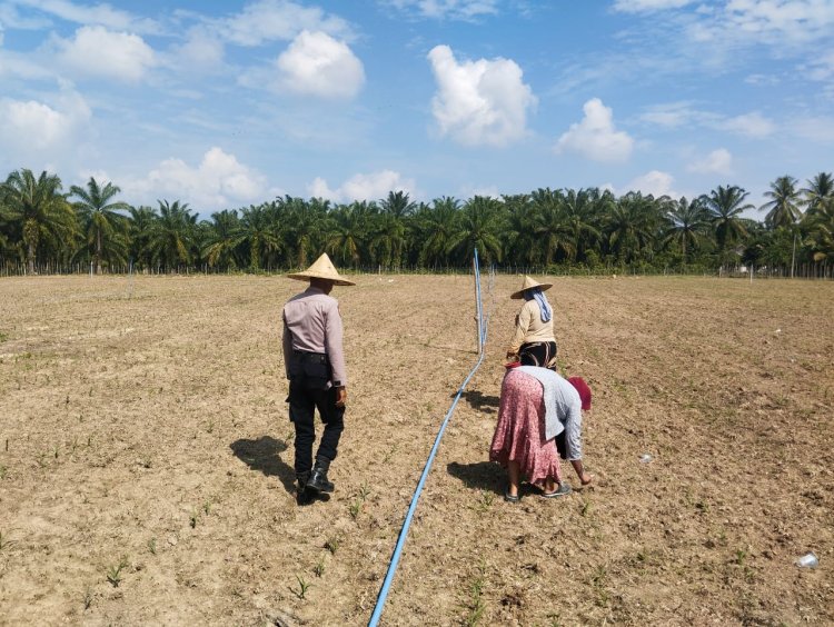 Polsek Syamtalira Bayu Tinjau Perkembangan Lahan Jagung di Desa Siren Tujuh