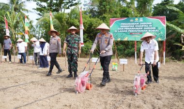 Kapolres Pidie bersama Bupati Pidie Tanam Jagung Serentak di Gampong Tanjong Krueng Sigli