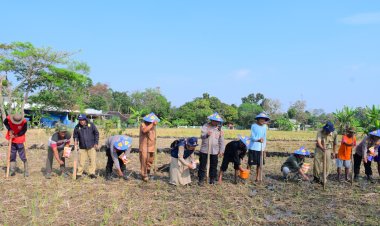 Dukung Ketahanan Pangan, Polres Karanganyar Tanam Jagung di Lahan Baku Sawah Desa Kalijirak