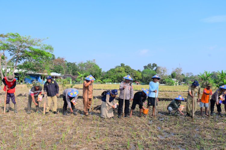 Dukung Ketahanan Pangan, Polres Karanganyar Tanam Jagung di Lahan Baku Sawah Desa Kalijirak