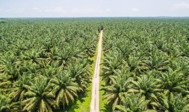 Perusahaan-perusahaan di Tanjung Jabung Barat Dituding Tak Memperkerjakan Masyarakat Setempat
