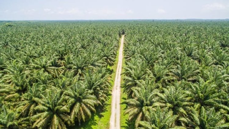 Perusahaan-perusahaan di Tanjung Jabung Barat Dituding Tak Memperkerjakan Masyarakat Setempat