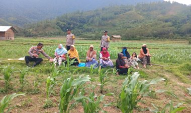 Kapolsek Bintang Bersama Anggota dan Petani Gotong Royong Rawat Lahan Jagung Dukung Ketahanan Pangan