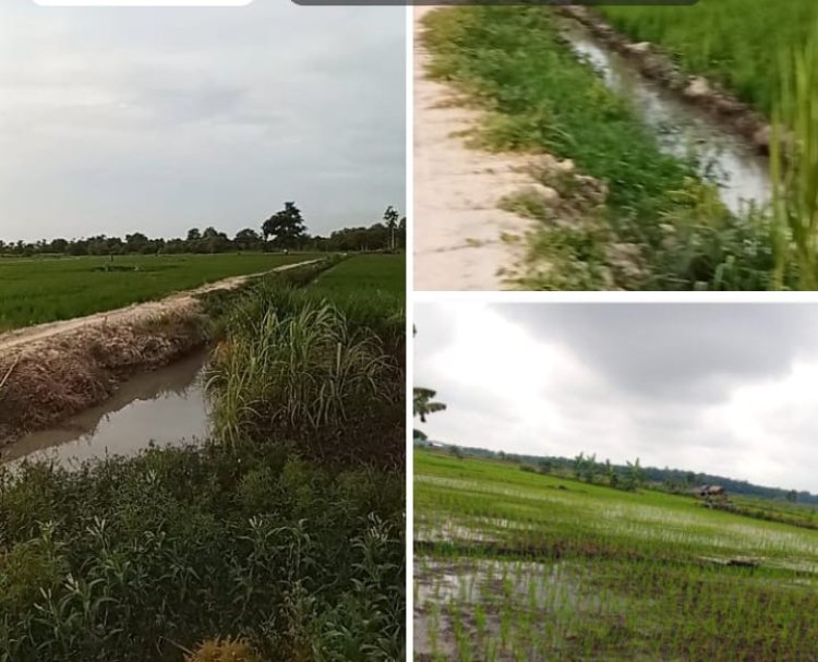 Diduga Dana Bantuan Optimalisasi Lahan (Oplah) Di 5 Kecamatan Kabupaten OKU Timur Tidak Tepat Sasaran.