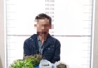 Satresnarkoba Polres Bener Meriah Tangkap Petani Pemilik Ladang Ganja di Desa Nosar Baru