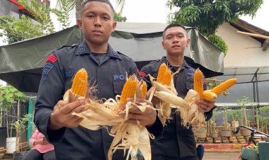 Brimob Polda Metro Jaya Dukung Program Ketahanan Pangan Lewat Panen Jagung dan Aksi Bersih Lingkungan