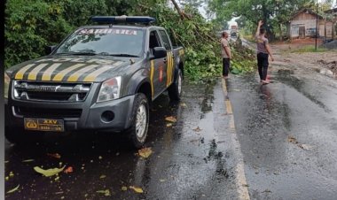 Polisi Evakuasi Pohon Jati Tumbang di Jalinsum Kampung Gedung Pakuon