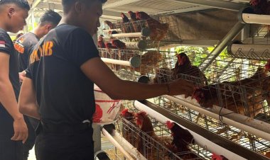 Brimob Polda Metro Jaya Budidaya Ayam Petelur di Lahan P2L, Dukung Program Ketahanan Pangan Nasional