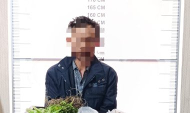 Satresnarkoba Polres Bener Meriah Tangkap Petani Pemilik Ladang Ganja di Desa Nosar Baru