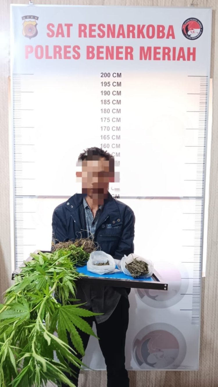 Satresnarkoba Polres Bener Meriah Tangkap Petani Pemilik Ladang Ganja di Desa Nosar Baru