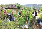 Pemerintah Desa Hililaora Nias Selatan Laksanakan Panen Perdana Cabai Ketahanan Pangan Bersama Camat Siduaori, Danramil dan Polsek Lahusa