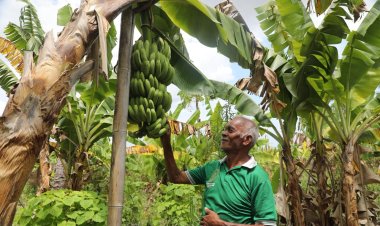 Kampung Reforma Agraria Baumata di Kupang, Capai Kemandirian Ekonomi Melalui Budidaya Pisang Cavendish
