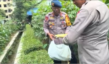 Panen Jagung Brimob Metro Jaya Dukung Program Ketahanan Pangan Nasional