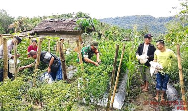 Pemerintah Desa Hililaora Nias Selatan Laksanakan Panen Perdana Cabai Ketahanan Pangan Bersama Camat Siduaori, Danramil dan Polsek Lahusa