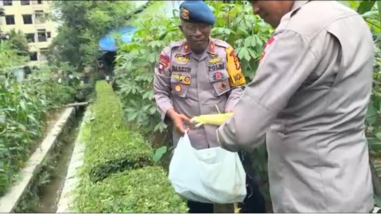 Panen Jagung Brimob Metro Jaya Dukung Program Ketahanan Pangan Nasional