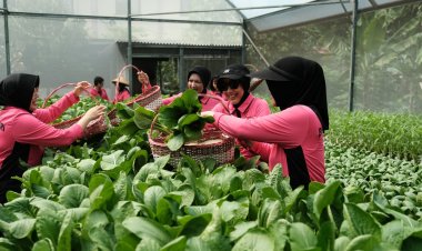 Dukung Ketahanan Pangan, Bhayangkari Gabungan 06 Korps Brimob Polri Gelar Panen di P2L