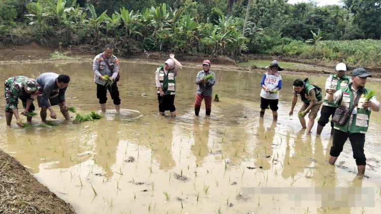 Kapolsek Dampingi Kelompok Tani Tanam Padi dan Sosialisasi 110 di Gunung Labuhan