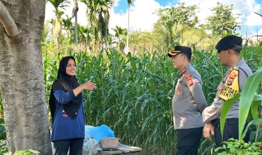 Kapolres Pidie Cek Perkembangan Lahan Jagung Binaan di Keumala