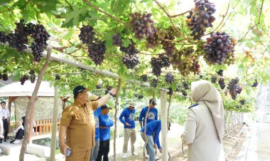 ‎Kementerian Agraria dan Tata Ruang/Badan Pertanahan Nasional (ATR/BPN) Jadi Kawasan Agrowisata Favorit Kota Palu, Kebun Anggur Duyu Bangkit Bukti Kerja GTRA