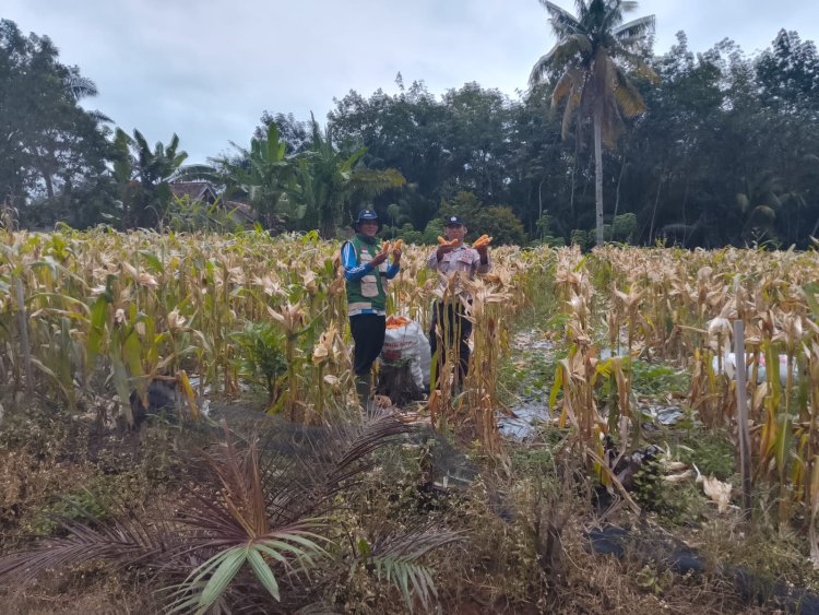 Dukung Ketahanan Pangan, Bhabinkamtibmas Dampingi Panen Jagung Bersama Petani di Tanjung Dalom