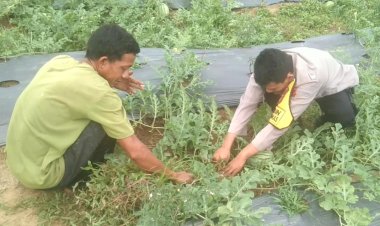 Implementasi Program Asta Cita, Aipda Efriadi Bersama Warga Rantau Selamat Budidaya Semangka