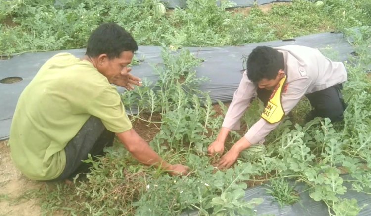 Implementasi Program Asta Cita, Aipda Efriadi Bersama Warga Rantau Selamat Budidaya Semangka
