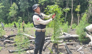 Kapolda Aceh Turun Langsung Musnahkan Ladang Ganja di Lampanah