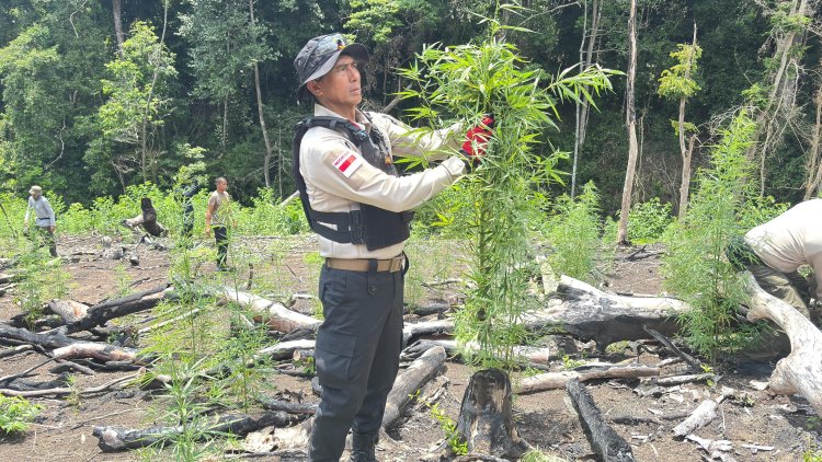 Kapolda Aceh Turun Langsung Musnahkan Ladang Ganja di Lampanah