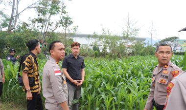 Kapolres Aceh Tengah Tinjau Perkembangan Tanaman Jagung Program Ketahanan Pangan