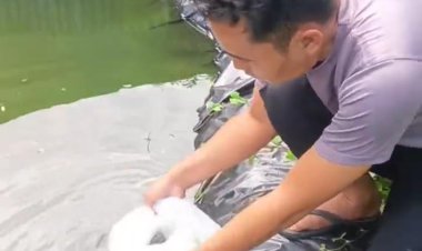 Dukung Ketahanan Pangan, Polsek Kasui Sebar Ratusan Benih Ikan Nila