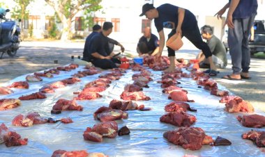 Semangat Berbagi di Hari Raya, Universitas Samudra Sembelih 27 Ekor Sapi Kurban