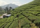 Pesona Wisata Nusantara : Ciwidey, Permata Alam Bandung yang Menjadi Andalan Pariwisata Nasional