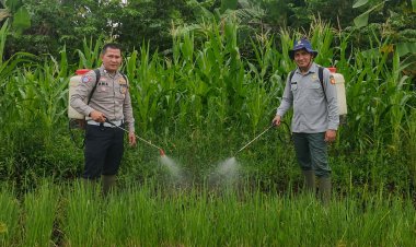 Satlantas Polres Kuningan Bersama Kelompok Tani Desa Cibulan dan Dinas Pertanian Kecamatan Cidahu Laksanakan Perawatan Tanaman Jagung Dalam Rangka Ketahanan Pangan