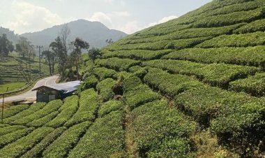 Pesona Wisata Nusantara : Ciwidey, Permata Alam Bandung yang Menjadi Andalan Pariwisata Nasional