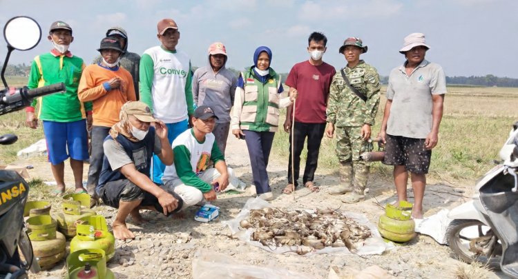 BABINSA KORAMIL 427-04/BAHUGA BERSAMA PETANI GELAR GROPYOKAN HAMA TIKUS DI KAMPUNG SUKA AGUNG