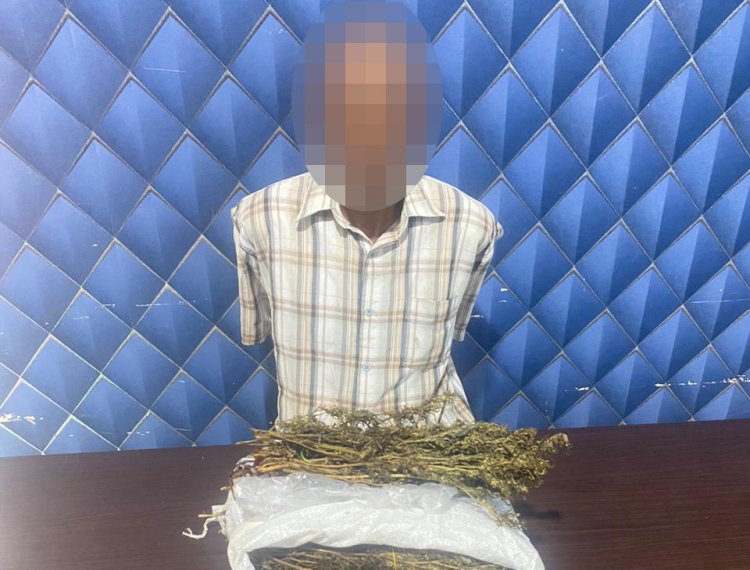 Pengembangan Kasus Ganja, Polres Aceh Barat Sita 1,5 Kilogram Ganja dan Amankan Seorang Tersangka