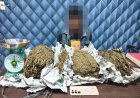 Perburuan Tuntas! Satresnarkoba Polres Aceh Barat Bekuk DPO Narkotika, 3,1 Kilogram Ganja Disita