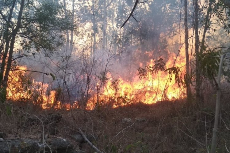 Waspada Musim Kemarau: Potensi Kebakaran Hutan Meningkat, Masyarakat dan Pemkab Way Kanan Diminta Bersiap   